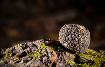 Black truffles tuber on crust